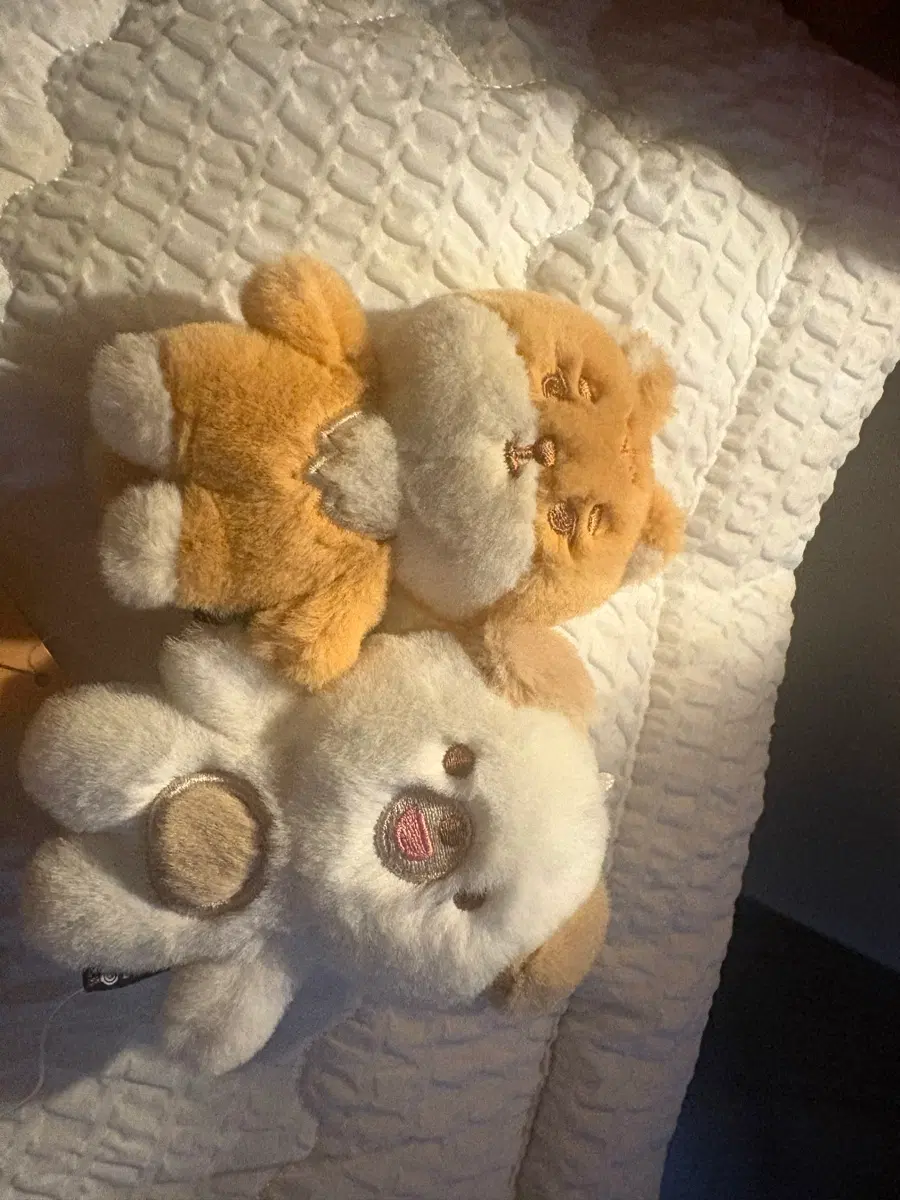 데이식스 인형