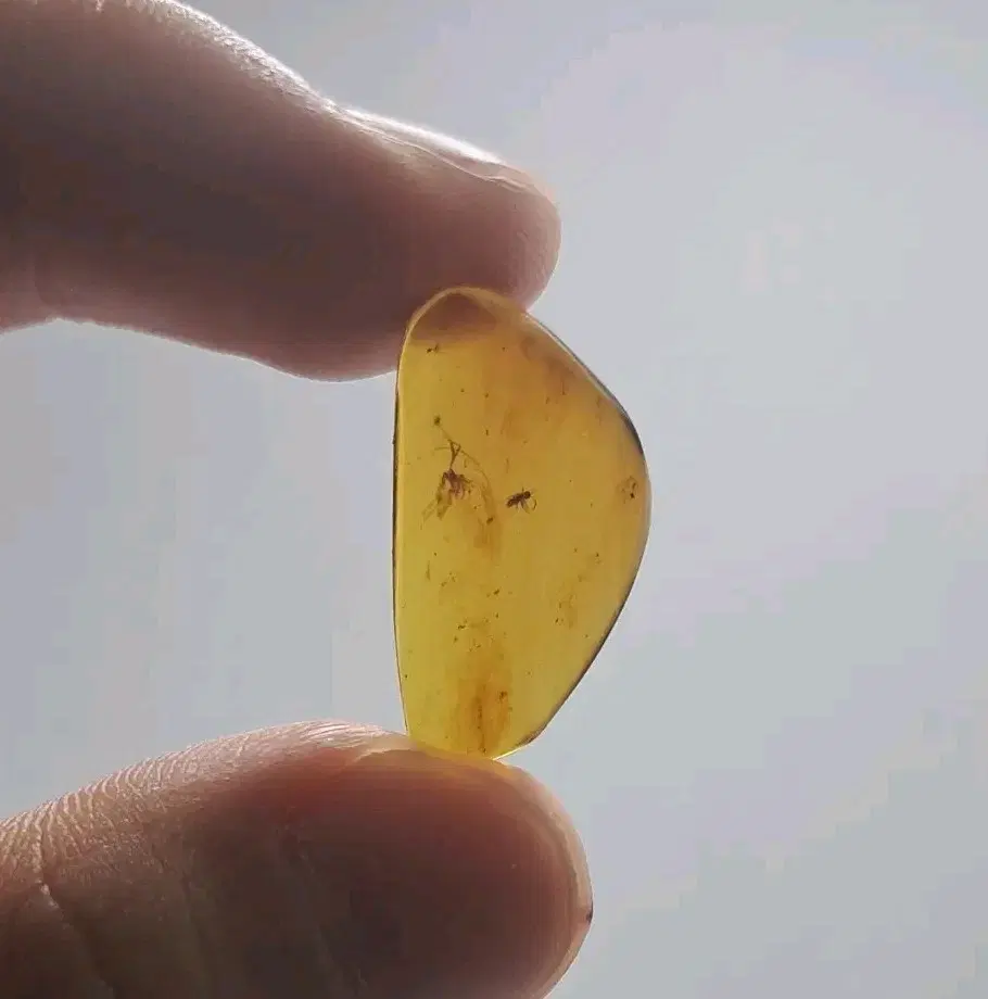 버마산 날벌레 곤충 내포 호박 화석