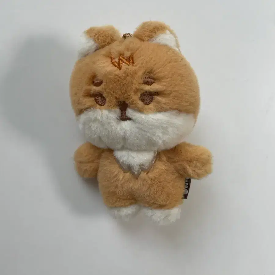 데이식스 영케이 (쁘띠멀즈 케)