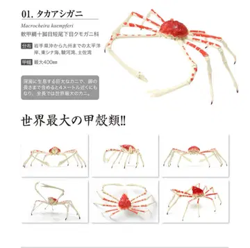반다이 생물대도감 타카하시게 단품