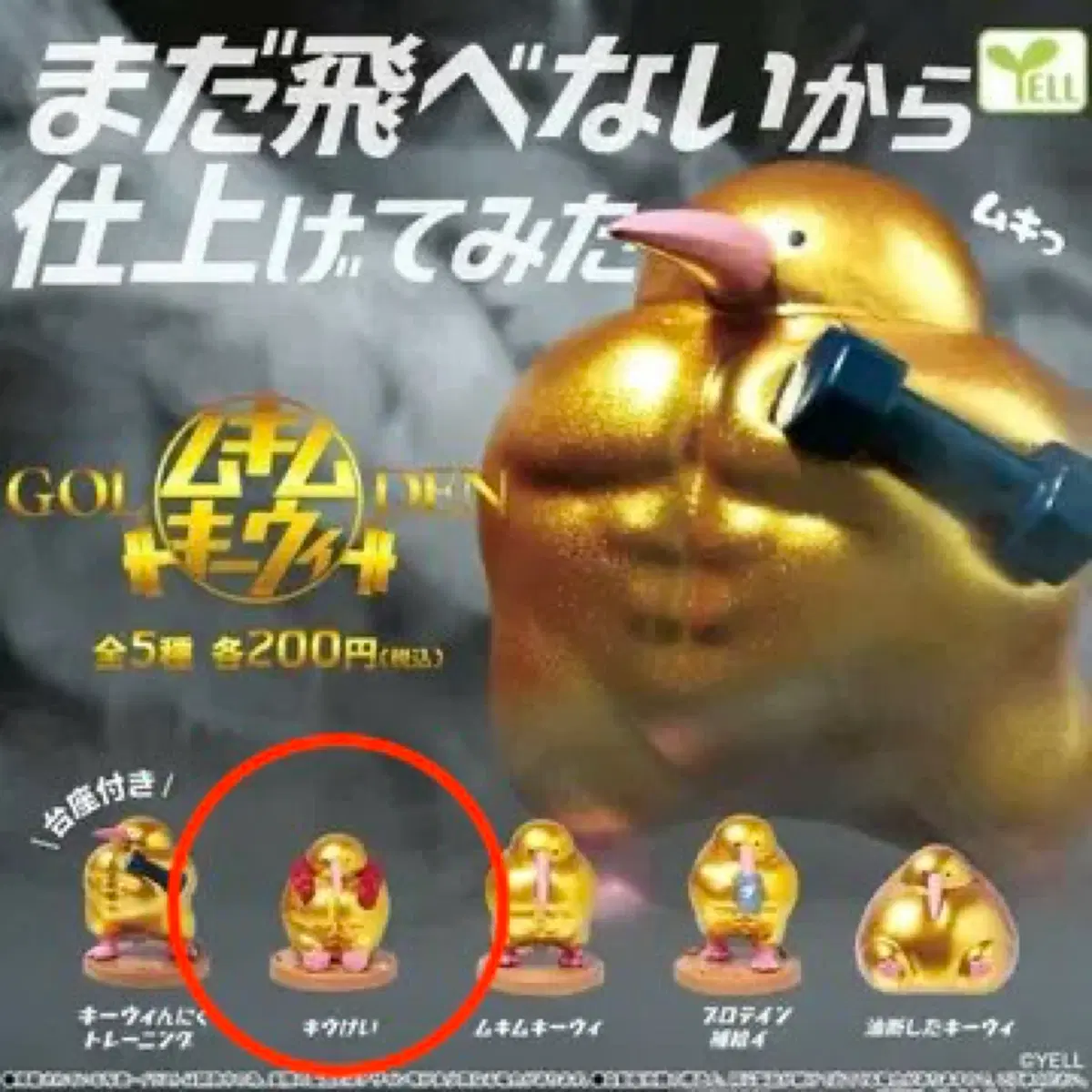 날지못하니까 단련해봤어 무키무키 키위새 골든버전 근육키위새가챠 팝니다