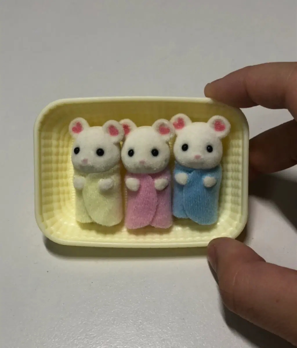 실바니안 세쌍둥이 쥐 판매합니다