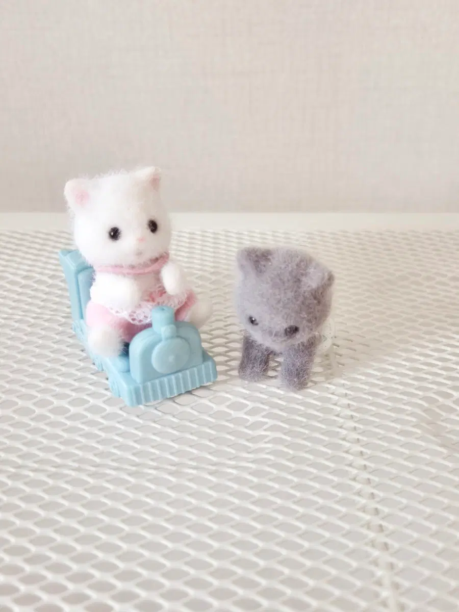 실바니안 쌍둥이 페르시안 고양이 아기