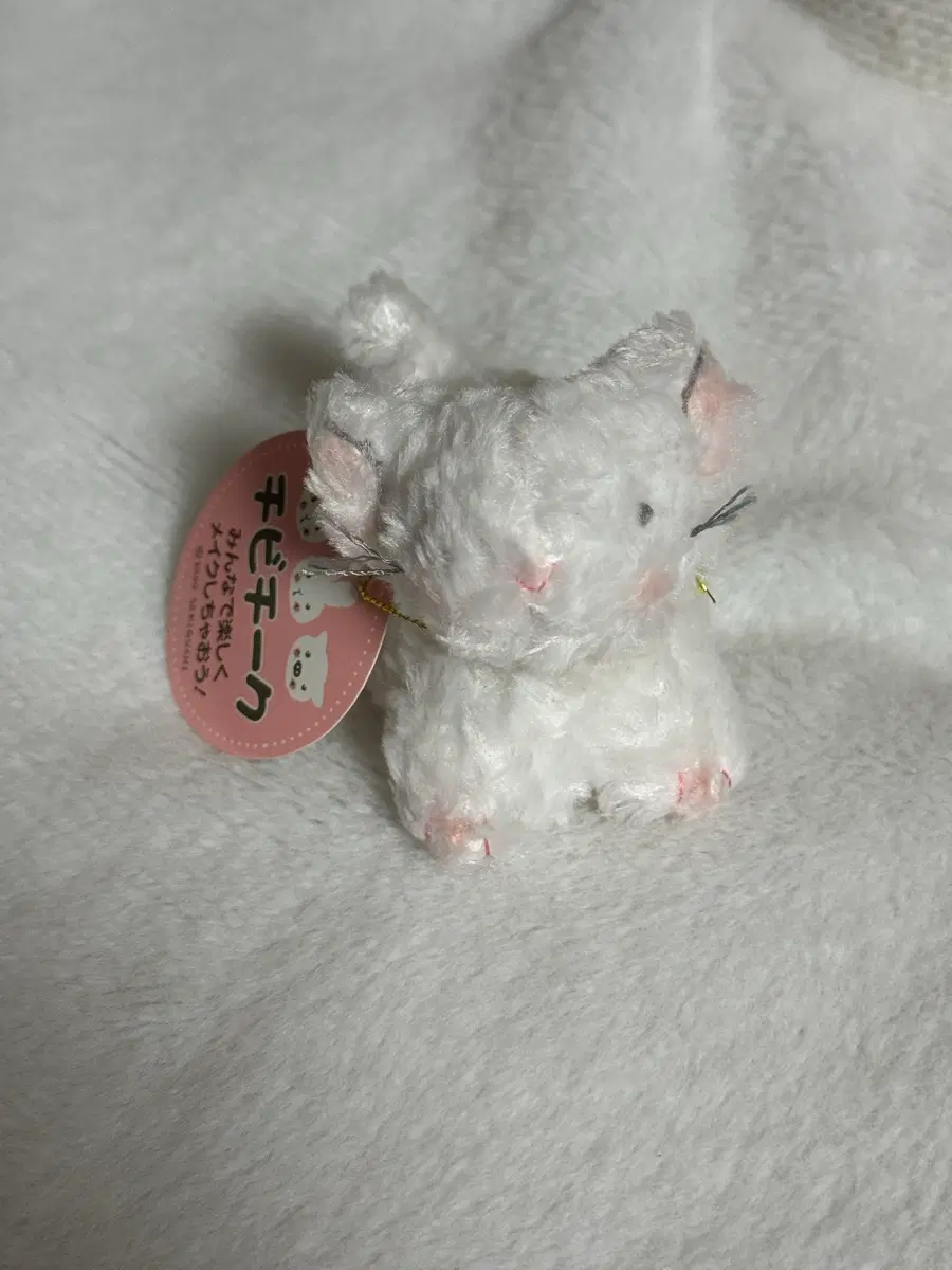 [세키구치] 세키구치 고양이