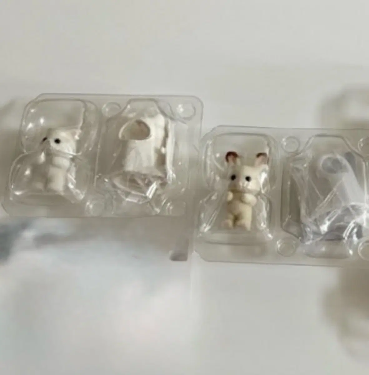 실바니안 유령토끼, 유령고양이
