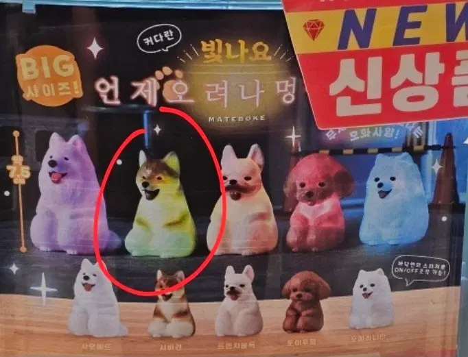 빛나요 언제오려나 무드등 가챠 강아지 시바견 팝니다.