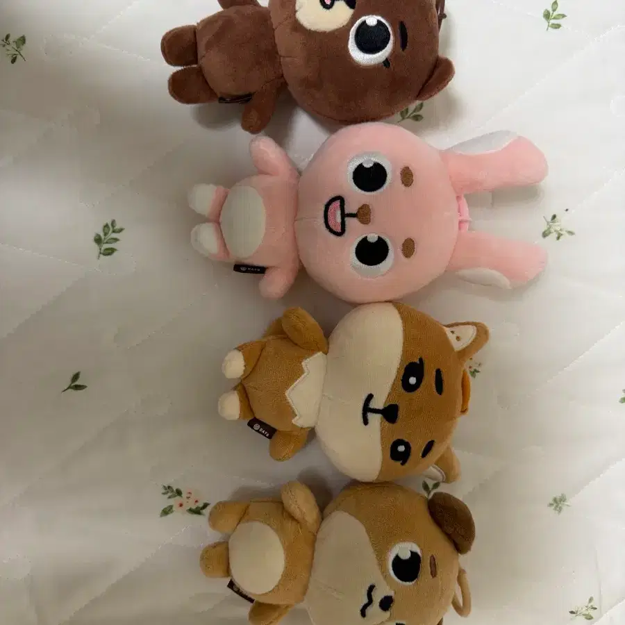 데이식스 데니멀즈 방필케돈
