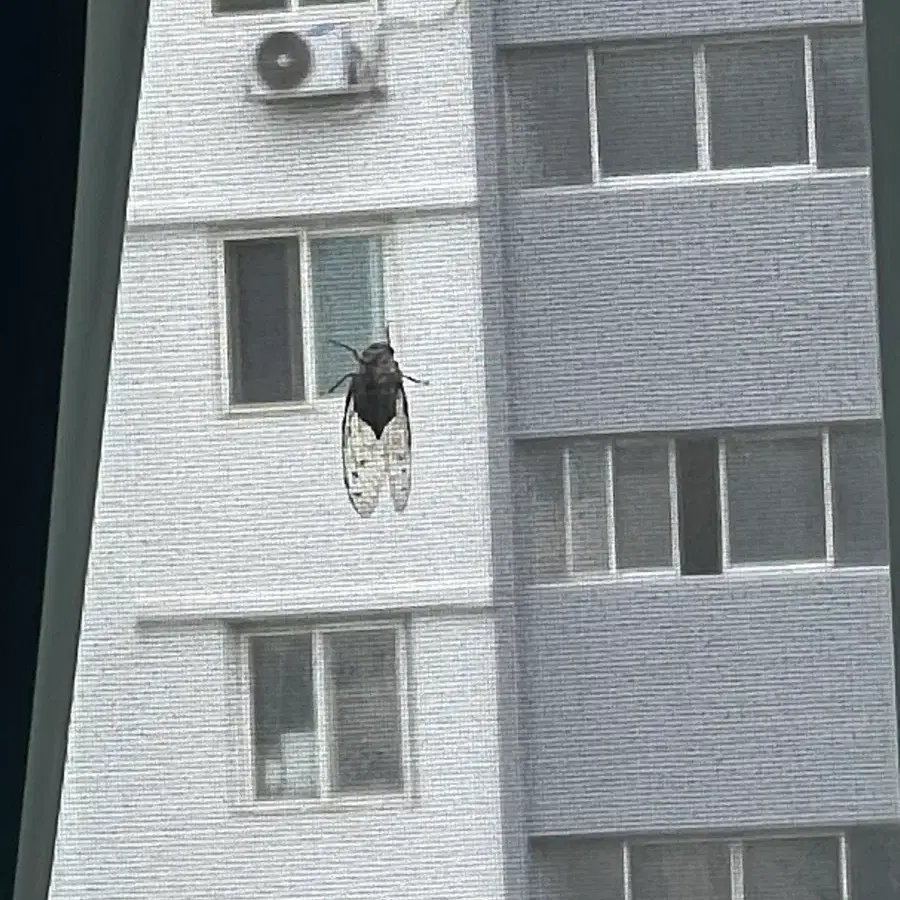 제임스 코르티스 결제창