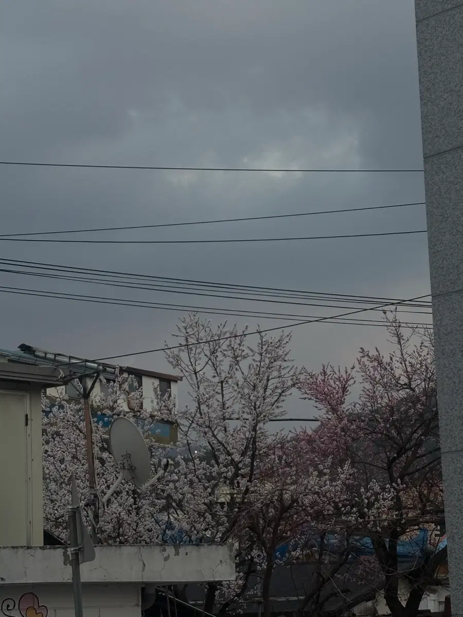 자오이마오, 쟈오이마오, Jiaoyimao 구매 원합니다.
