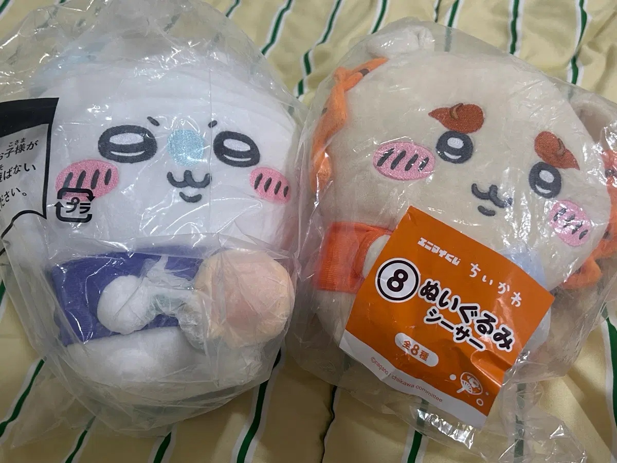 치이카와 여름쿠지 모몽가, 시사