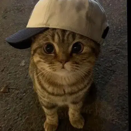 코르티스 앨범 삽니다