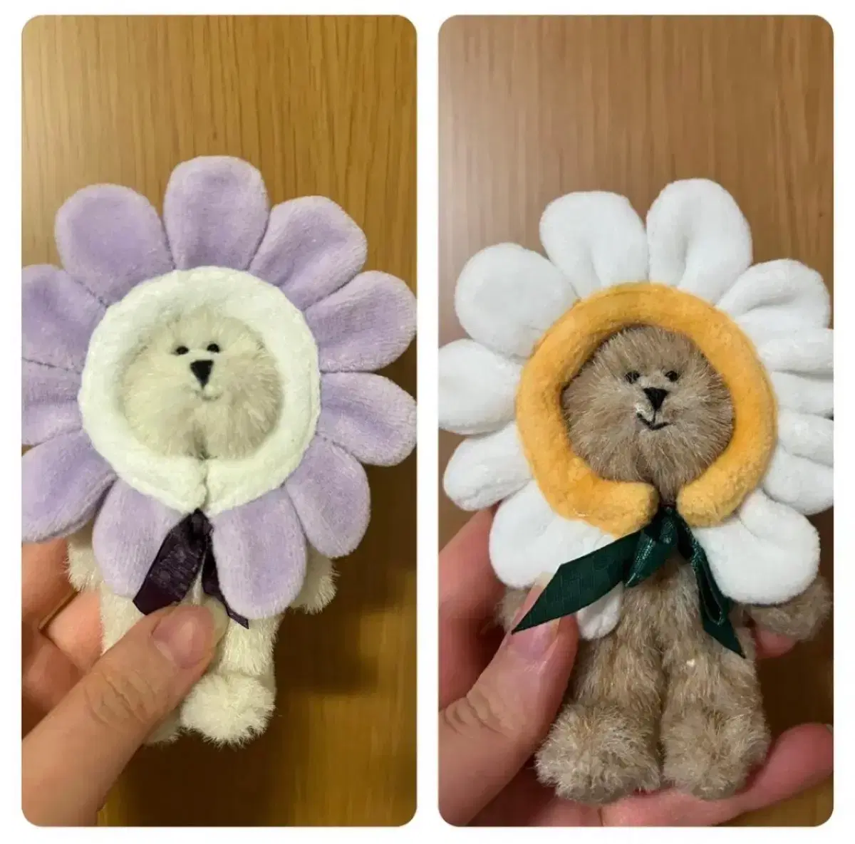 보이즈베어 쪼꼬미 데이지 세트