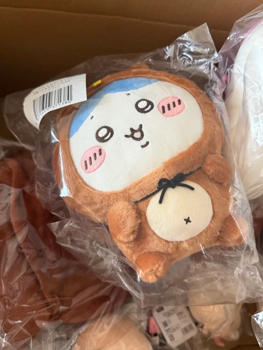 치이카와 쿠지 하치와레 너구리