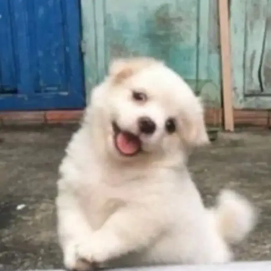 알땅콩님 결제창