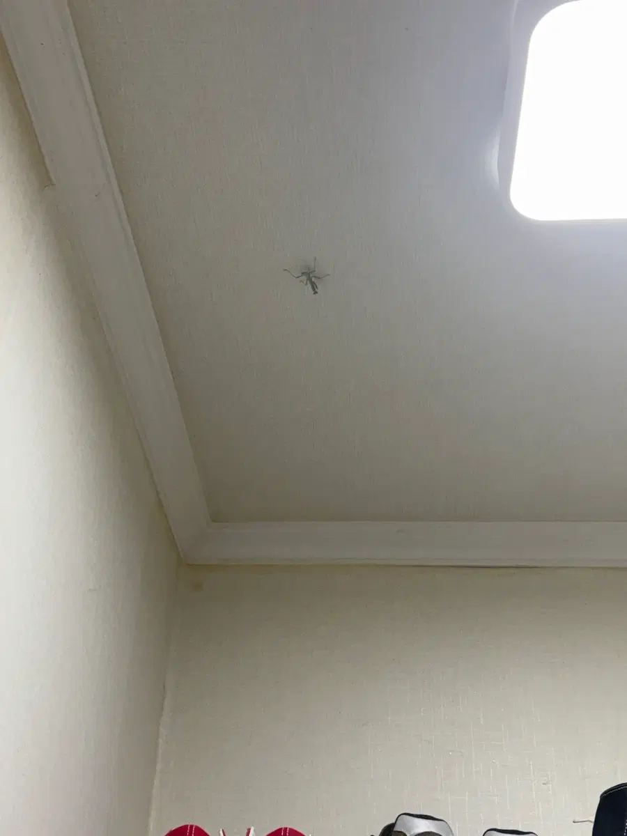 스왑x5 리밋해제 방법 사요