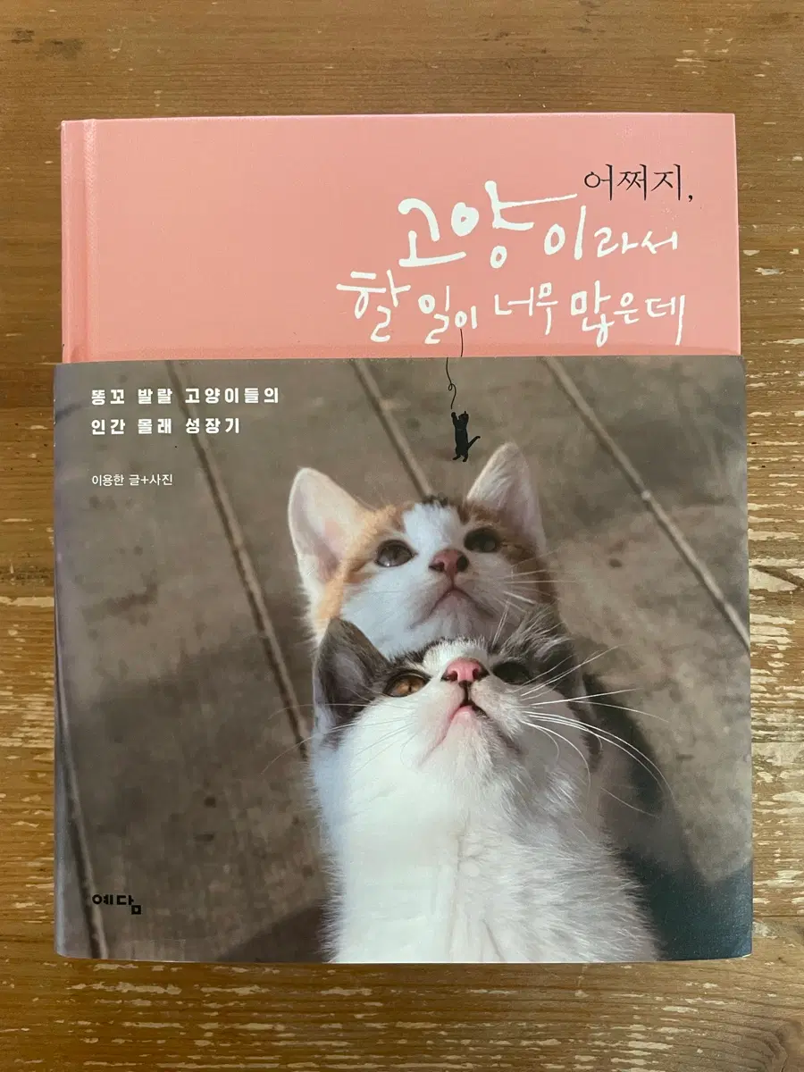 어쩌지, 고양이라서 할 일이 너무 많은데 - 이용한