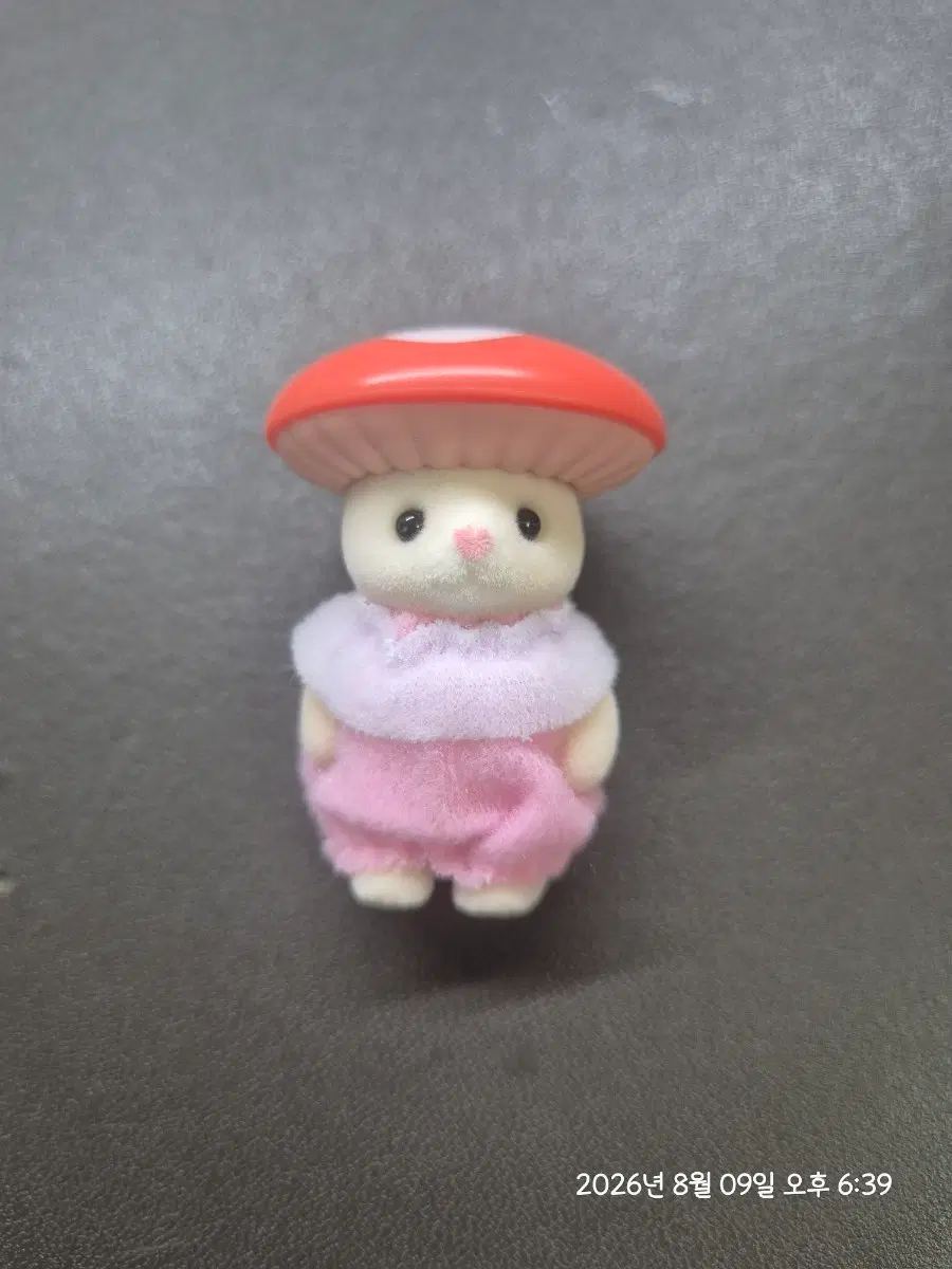 버섯 실크캣 실바니안