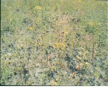 Wout Berger Photobook