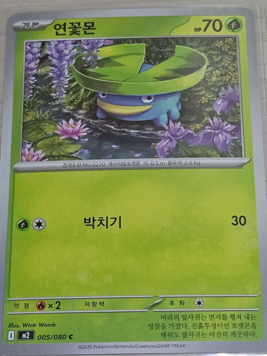[최저가] 포켓몬 카드 연꽃몬