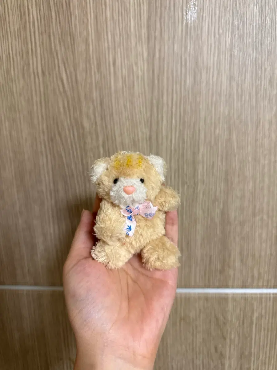 시나다 하트택 고양이