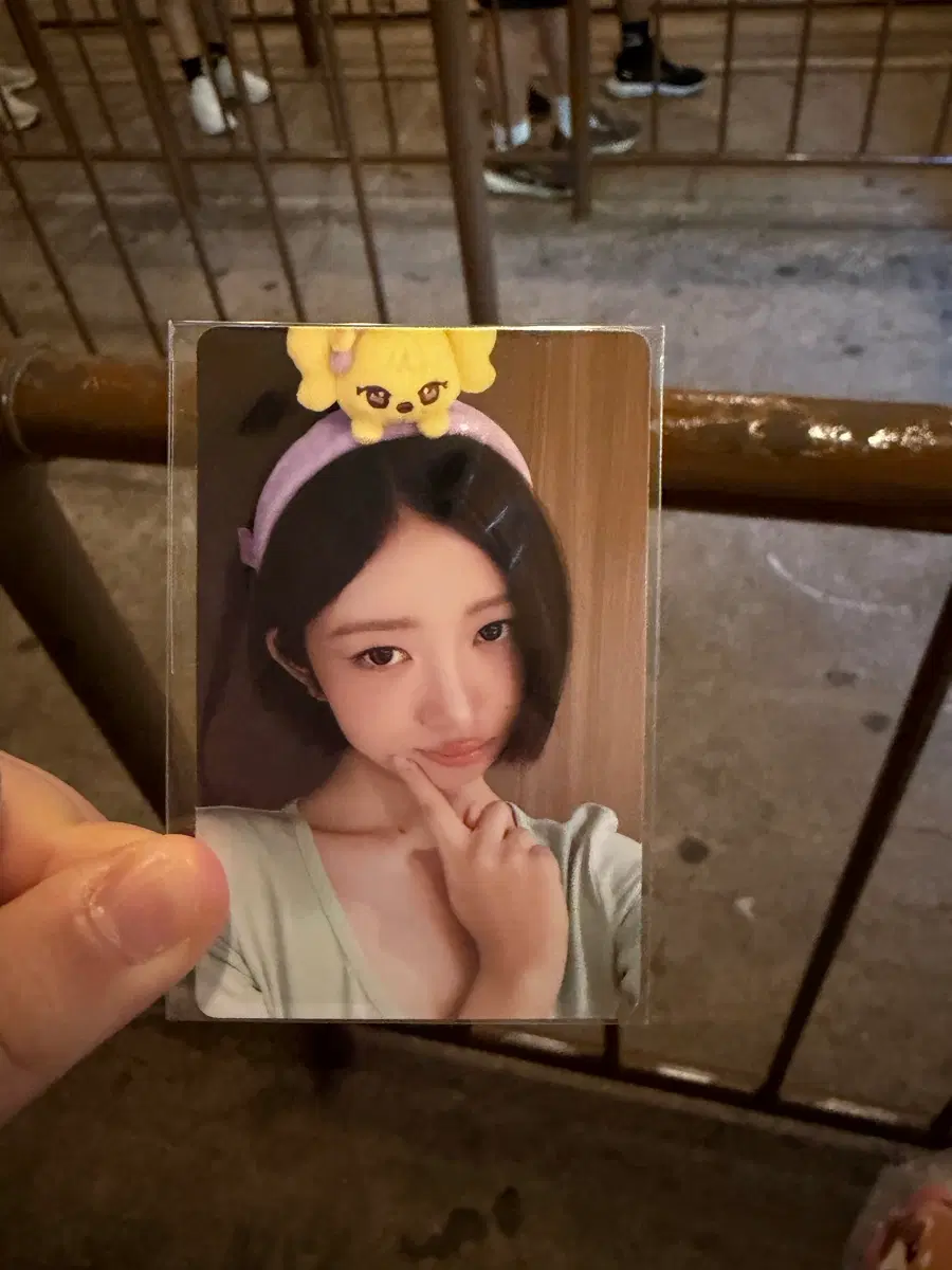 아이브 에버랜드 레이포카