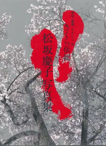 포브릭 마츠자카 케이코 사쿠라 전설