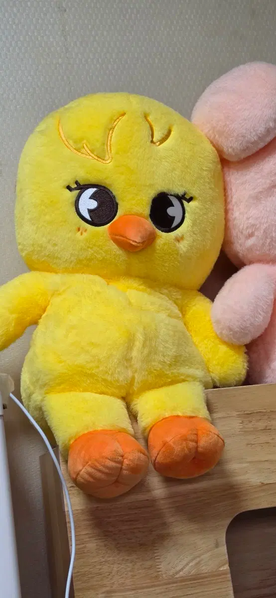 스키주 테디베어 뽁아리
