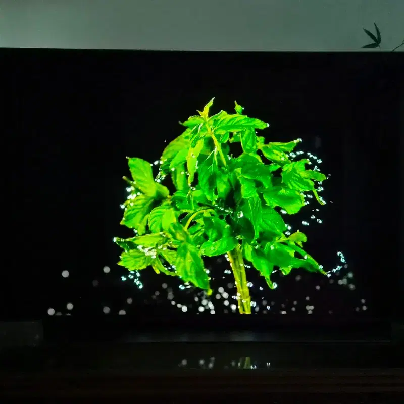 LG전자 OLED TV 48C1KNB