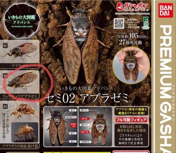 미사용 새상품 생물대도감 어드밴스 매미 02 류큐아브라매미