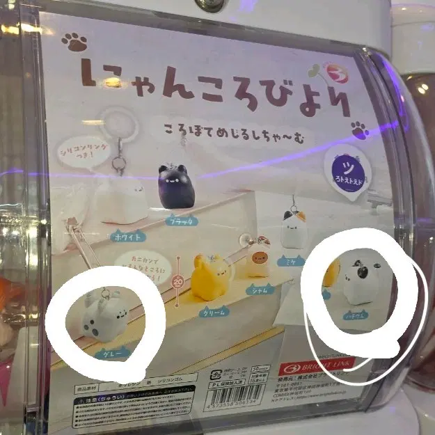 고양이 메지루시