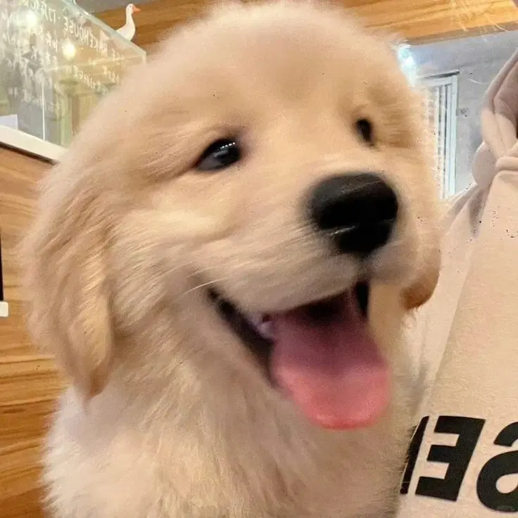미니 인형 랜박