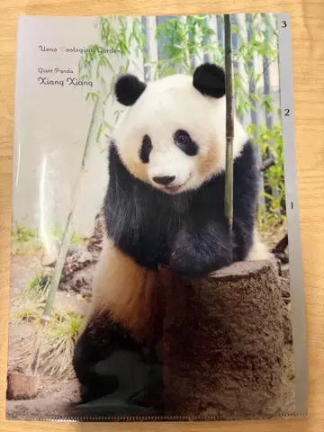 샹샹 클리어 파일 팬더 우에노 동물원