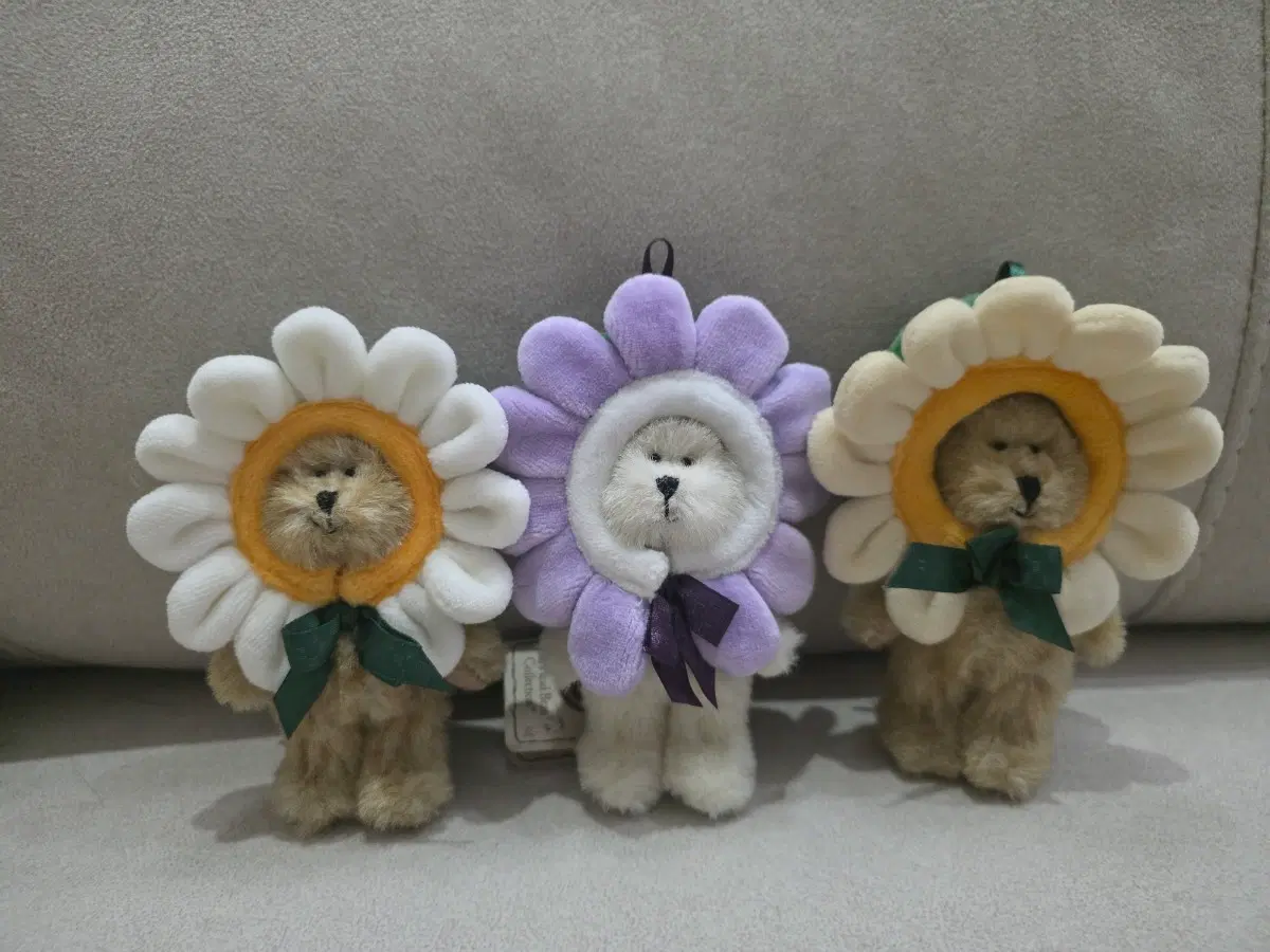 보이즈베어 데이지 쪼꼬미 3개일괄