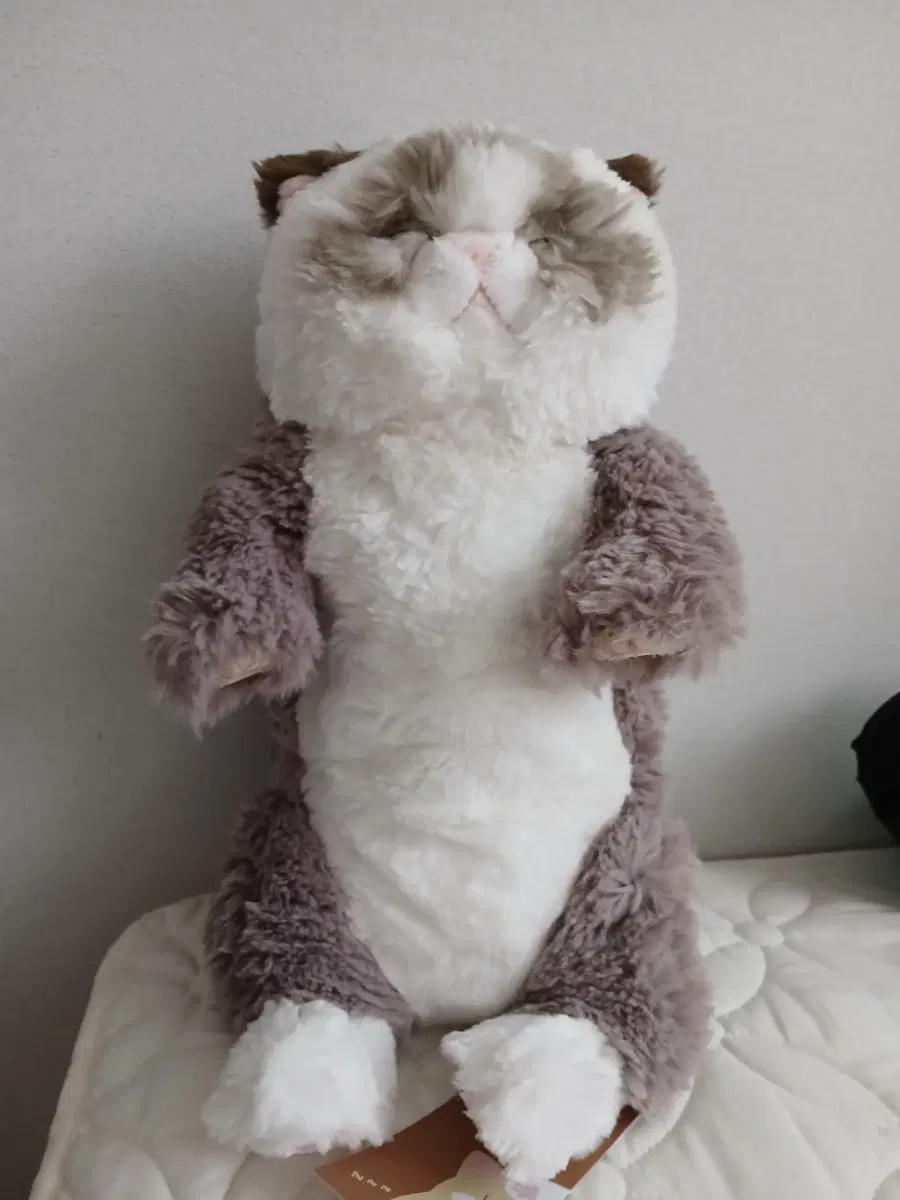 선레몬 쓰야쓰야고양이인형 렉돌 고양이