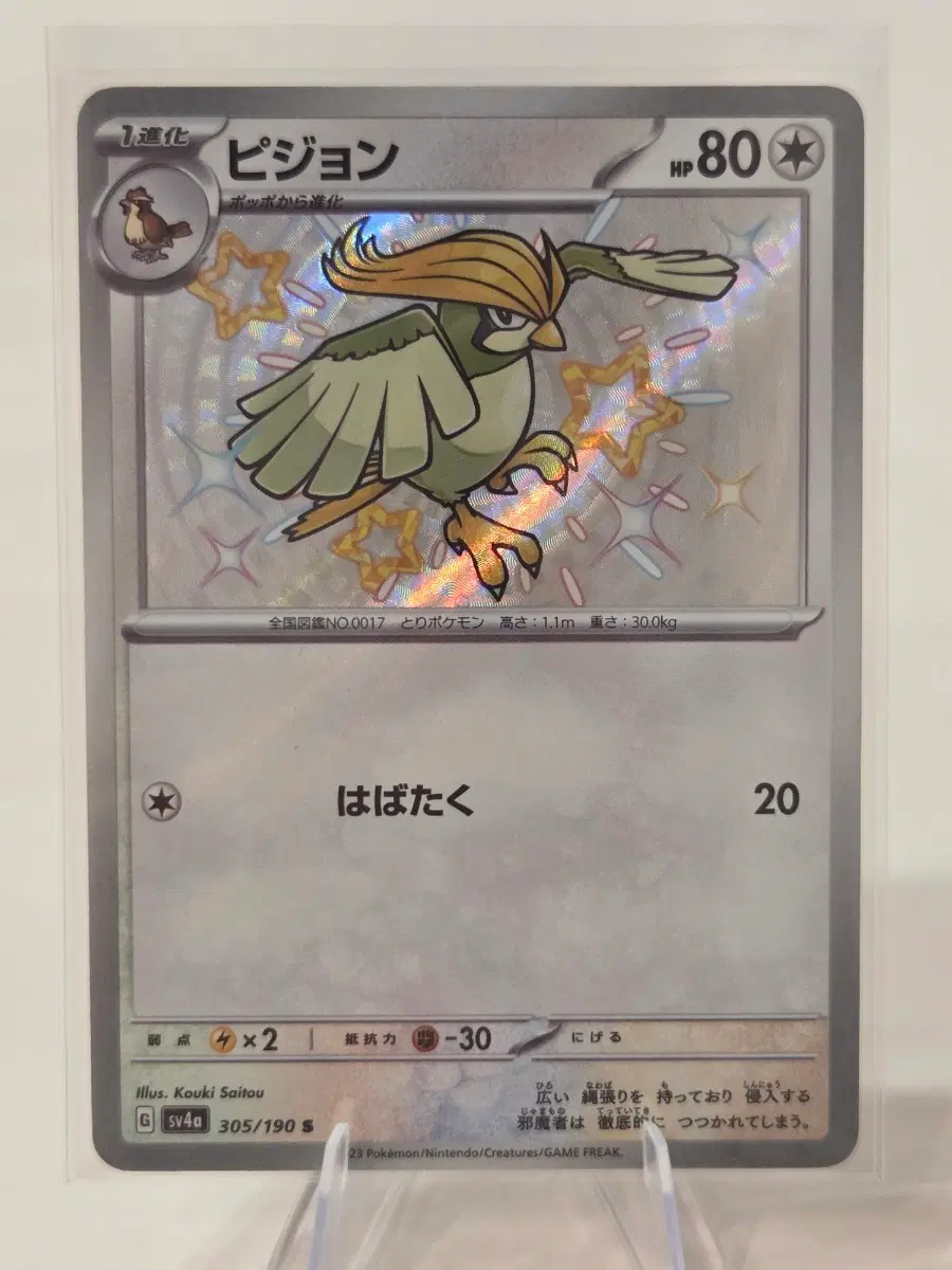 [일판/S] 포켓몬 카드 피죤 색이 다른(이로치) (Pidgeotto)