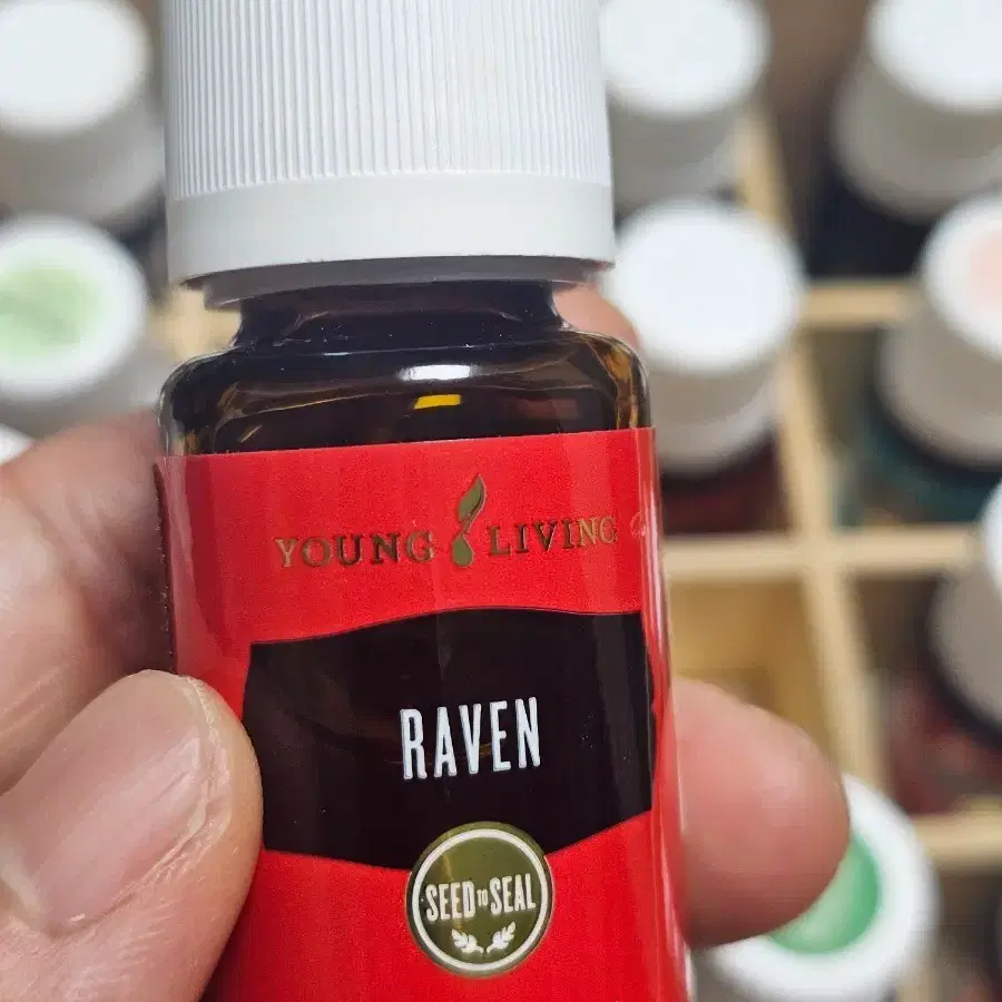 영 리빙 레이븐 에센셜 오일 블렌드 15ml