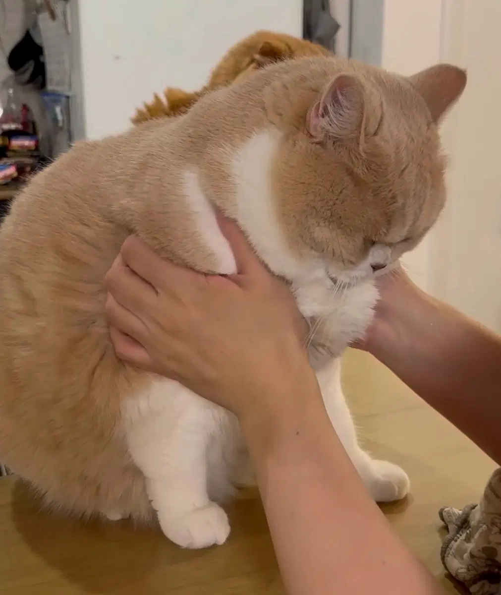 이감 주간지 간쓸개 장기거래합니다