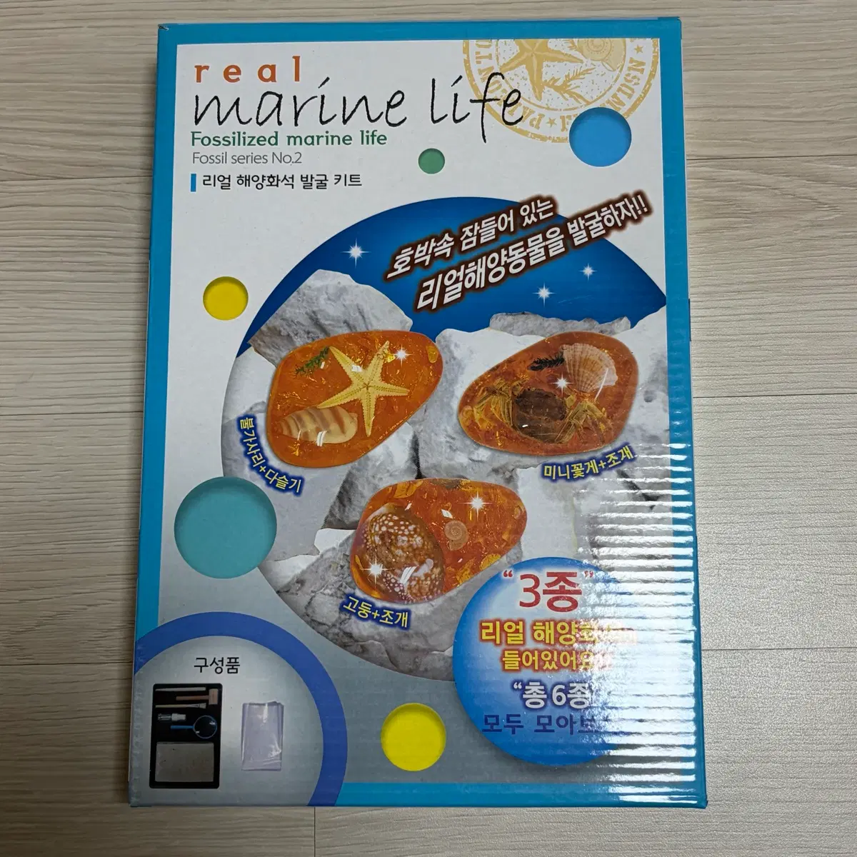 리얼 해양화석 발굴 키트 (미개봉 새상품)