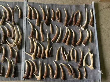 13kg 사슴 뿔 에조사슴 뿔 자투리 액세서리 부품 소재