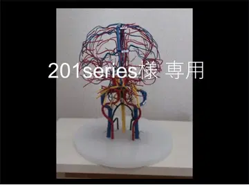 뇌혈관 모형 뇌동맥 뇌정맥 뇌신경 모형