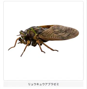 새상품 미개봉 류큐아브라제미 생물대도감 어드밴스 세미02