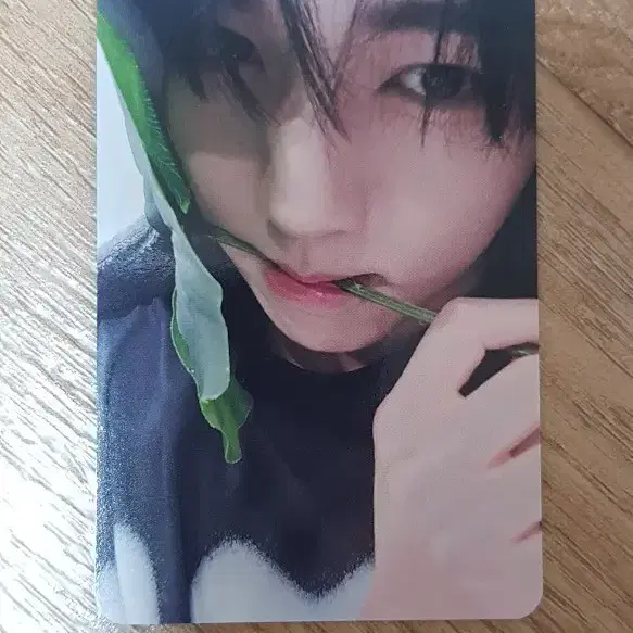 제베원 앤더블 한유진 에버라인 토토로 포카