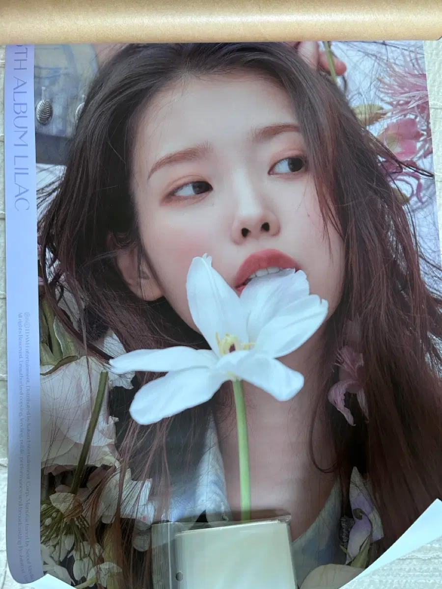 새상품 아이유 라일락 포스터