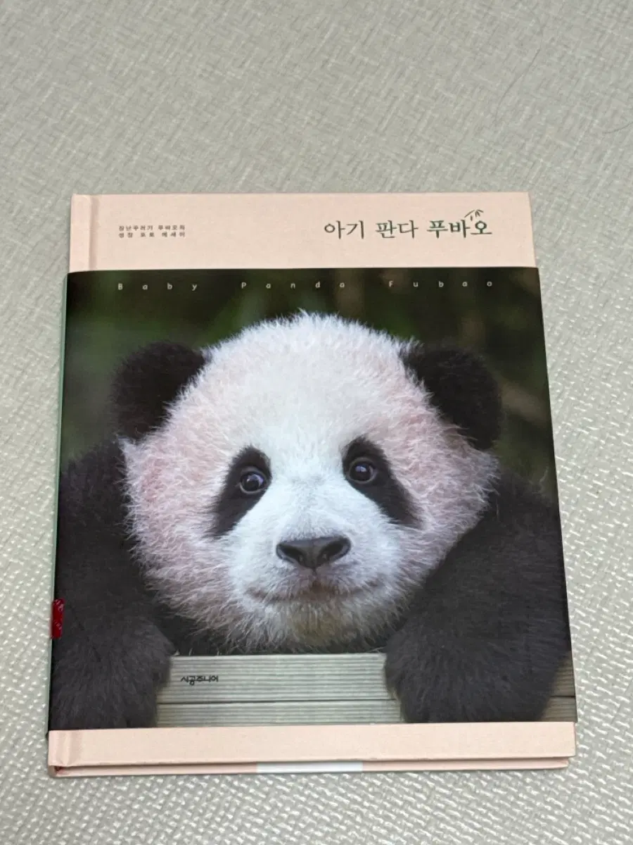 아기 판다 푸바오 포토 에세이