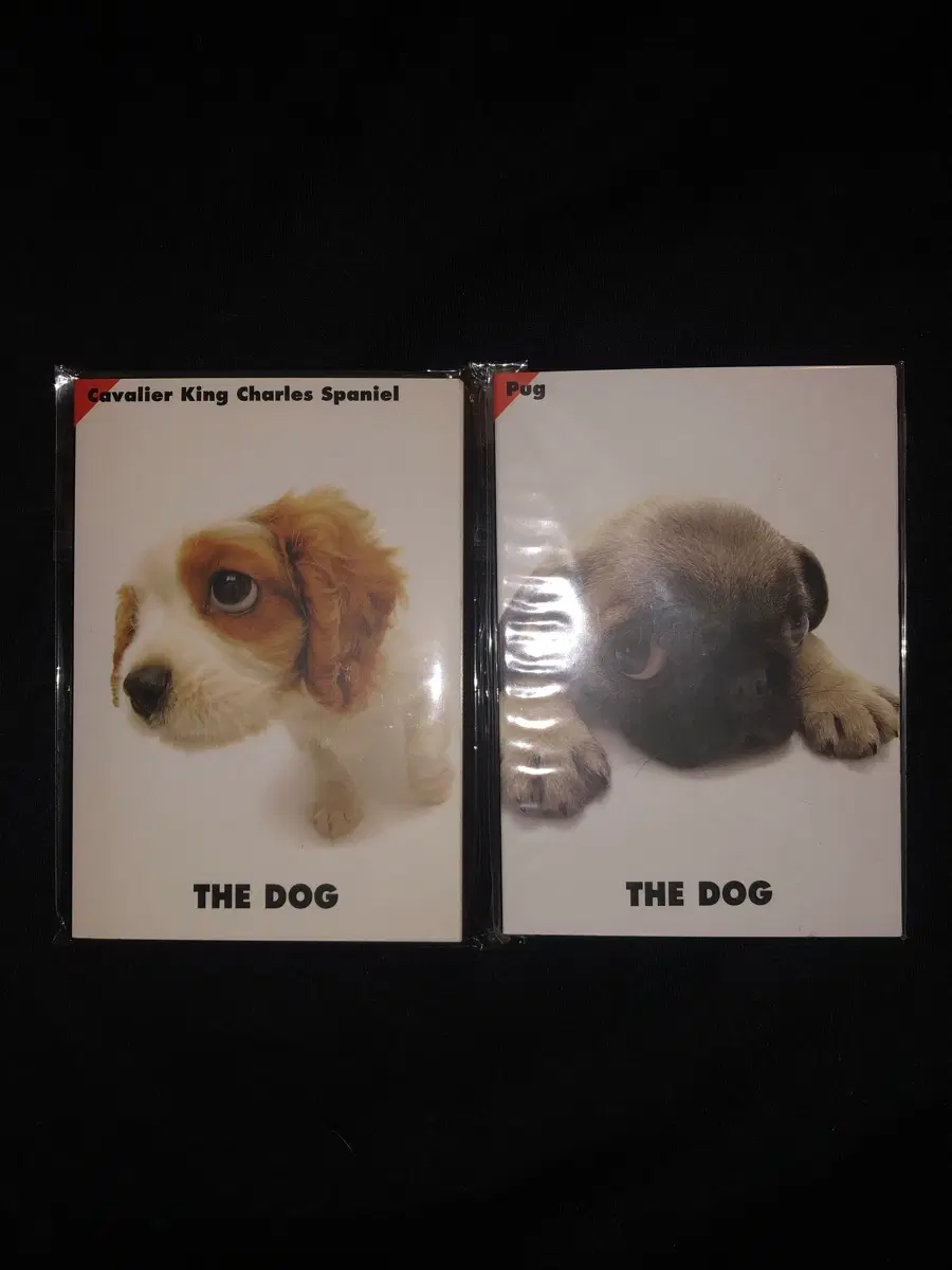 THE DOG 강아지 엽서 더도그