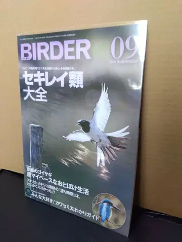 BIRDER 버더 2019년 9월 야생 조류 버드워칭