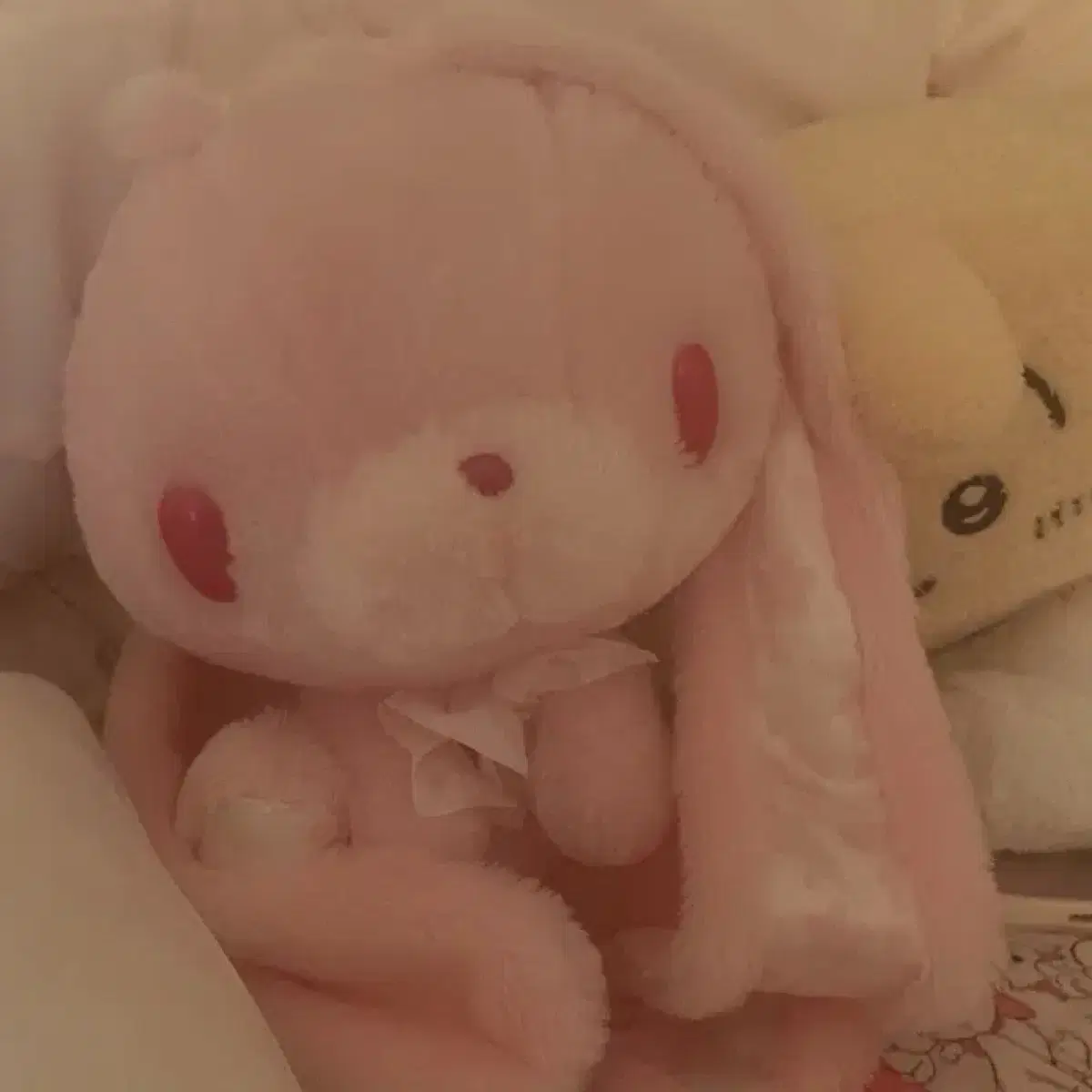 범용토끼 사쿠라