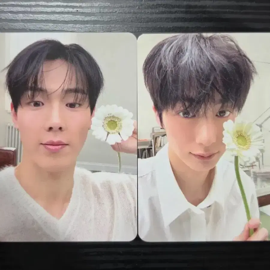 셔누형원 포카세트 0.8