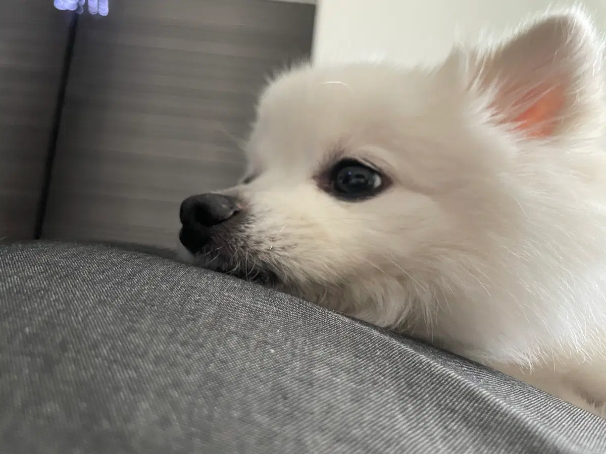 닌텐도 추가팩 2자리 구합니다