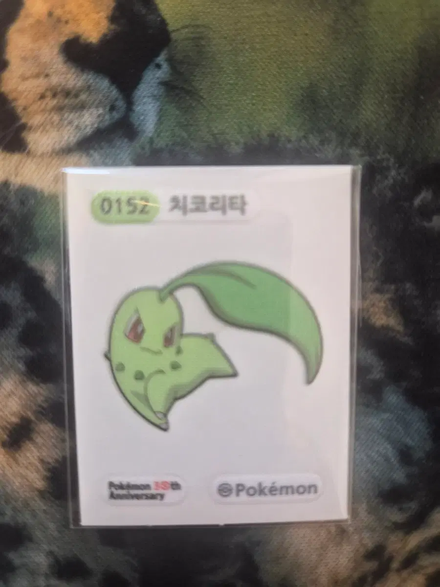 치코리타 띠부씰 30주년